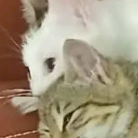 واگذاری گربه