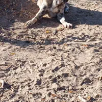 واگذاری سگ|سگ|ساوه, |دیوار