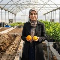 فروش نهال صنوبر کبوده با چک و مرکبات در مازندران