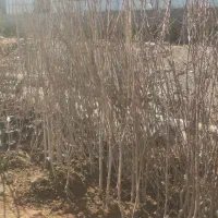 نهال اقاقیا پیوندی|گل و گیاه طبیعی|کرمان, |دیوار