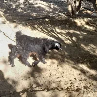 بز آبستن همراه بزغاله حراج