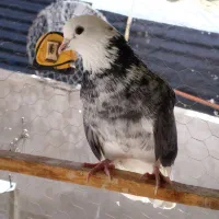 1عددکفترگرفته شده|حیوانات|نقده, |دیوار