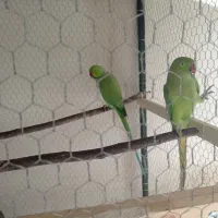 جفت ملنگو های تازه بالغ کارداده دم تخم