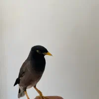 مرغ مینا