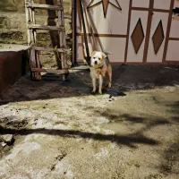 معاوضه با دو عدد لاری