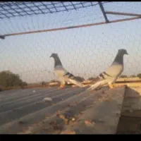کفتر
