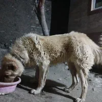 سگ سرابی نر ۱۱ماهه