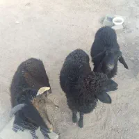 بره نر