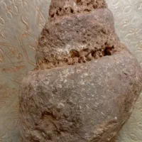 سنگواره و فسیل