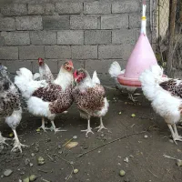 جوجه مرغ ویاندوت اورنج