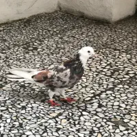 کبوتر سرور نر