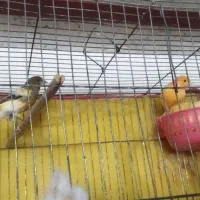 قناری نر و ماده درشت هیکل