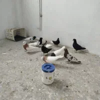 پرنده کبوتر