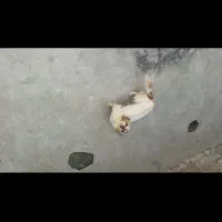 سگ پاکوتا