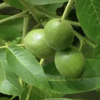 نهال گردو تضمینی و درجه یک