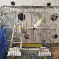 عروس هلندی آهویی