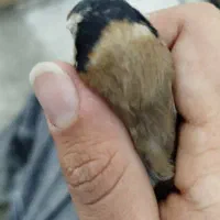 فروش سهره نر|پرنده|رشت, ساغری سازان|دیوار