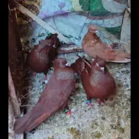 پرنده کبوتر سرخ زرد