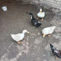 اردک|حیوانات|اهواز, اهواز|دیوار