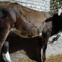 فروش دو راس گوساله ماده