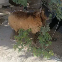 2عدد گوسفند چاق(نر)|حیوانات مزرعه|سیمین شهر, |دیوار