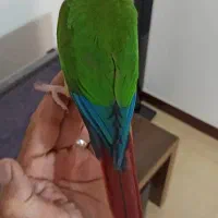 گرینچیک ماده  رام دستی سخنگو یلوساید حلقه پا