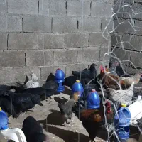 فروش مرغ و خروس محلی