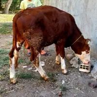 گاو.گوساله نر سیمنتال خالص شرابی وزن حدودا ۲۹۰ ک