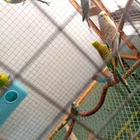 مرغ عشق|پرنده|قشم, |دیوار