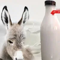 شیر خر|خوردنی و آشامیدنی|شراء, |دیوار