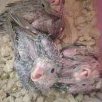 جوجه عروس یک ماهه