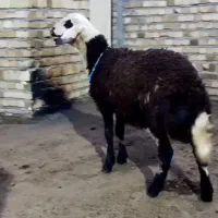 بره قوچ کله عروس