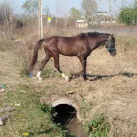 اسب نریان نژاد دار|اسب و تجهیزات اسبسواری|فومن, |دیوار