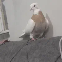 طوقی دورنگ خوشگل کلکسیونی تخم جوجه ای