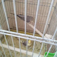 عروسک هلندی مولد