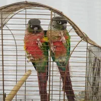 جفت گرینچیک درصد بالا