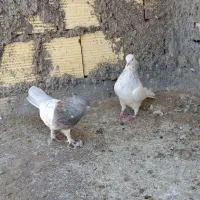 جفت کله ای آس|پرنده|بم, |دیوار