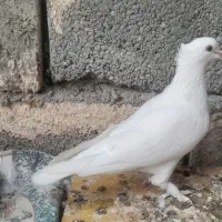 سفیدگره کلاه پاپر