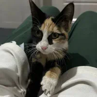 واگذاری رایگان گربه