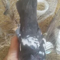 سینه ای|پرنده|دره شهر, |دیوار