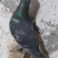 کبوتر گمشده|پرنده|گالیکش, |دیوار