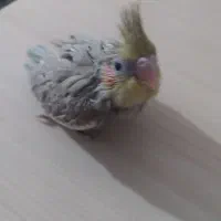 جوجه عروس|پرنده|دوگنبدان, |دیوار