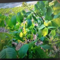 باغ ۸۰۰ متر در روستای طراقی کرد