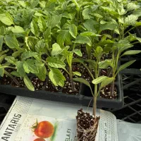 عرضه  نهالهای دیم وابی دراستان اصفهان  احداث باغات