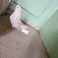 کفتر کبوتر نوک قنار