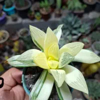 گل،آبنما|گل و گیاه طبیعی|نیشابور, شهرک ولیعصر|دیوار