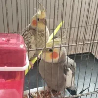 یک جفت عروس هلندی مولد