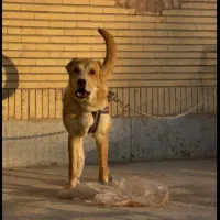 خراسانی نر ۷ ماهه