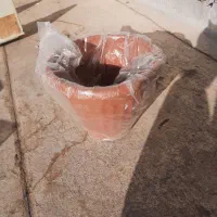 گلدون نو|گل و گیاه طبیعی|بومهن, |دیوار