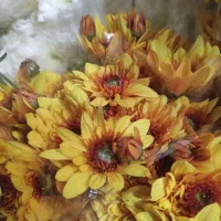 گل داودی عمده|گل و گیاه طبیعی|ری, بازار گل خاوران|دیوار